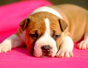 Amstaff