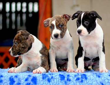 Amstaff