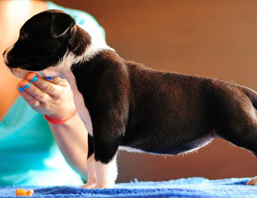Puppies