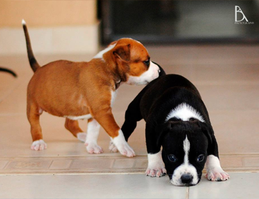 Puppy