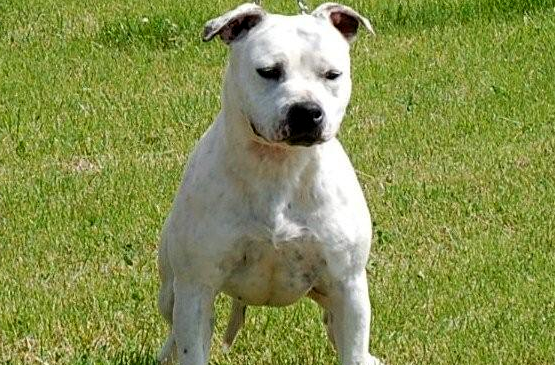 Dog adoption page