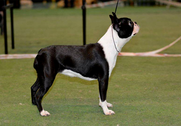 Boston Terrier
