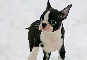 Boston Terrier