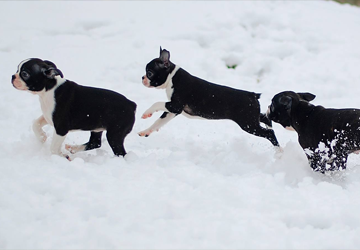 Boston Terrier