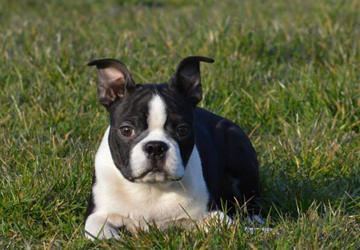 Boston Terrier