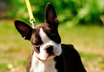 Boston Terrier