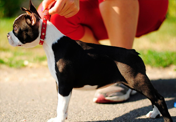 Boston Terrier