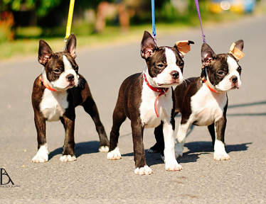 Boston Terrier