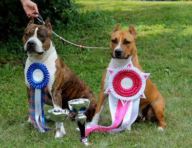 Amstaff