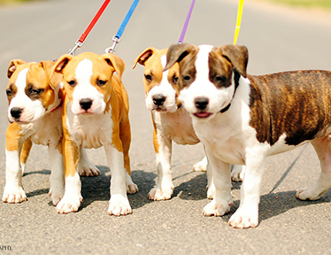 Amstaff