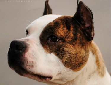 Amstaff
