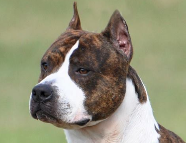 Amstaff