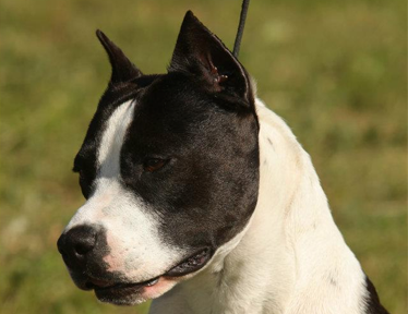 Amstaff
