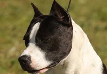 Amstaff
