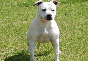 Amstaff