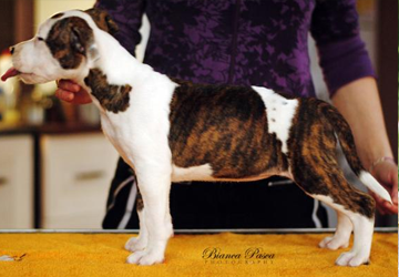 Amstaff