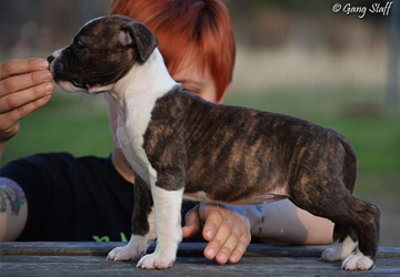 Amstaff