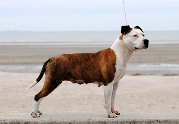 Amstaff