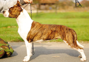 Amstaff