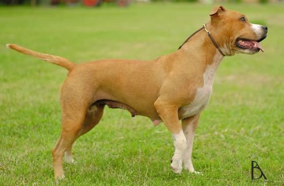 Dog adoption page