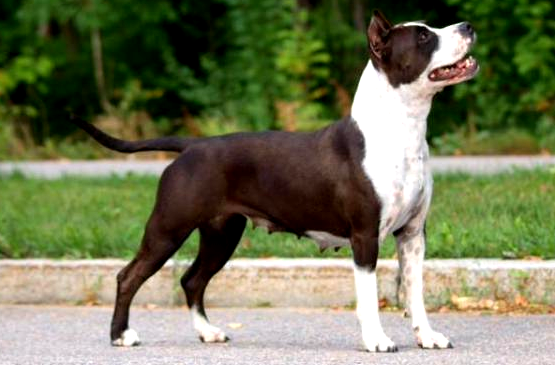 Dog adoption page