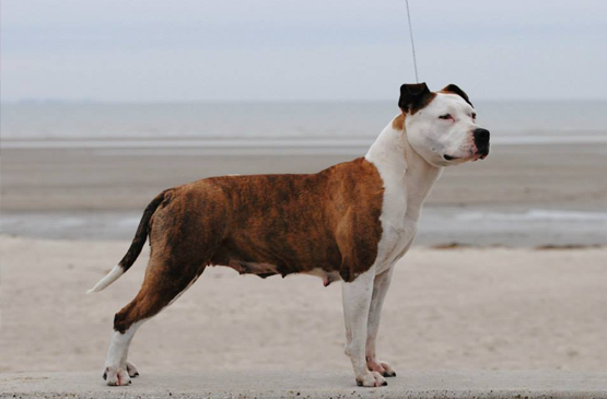 Dog adoption page