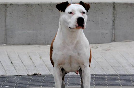 Dog adoption page