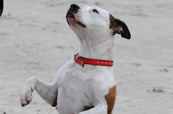 Dog adoption page