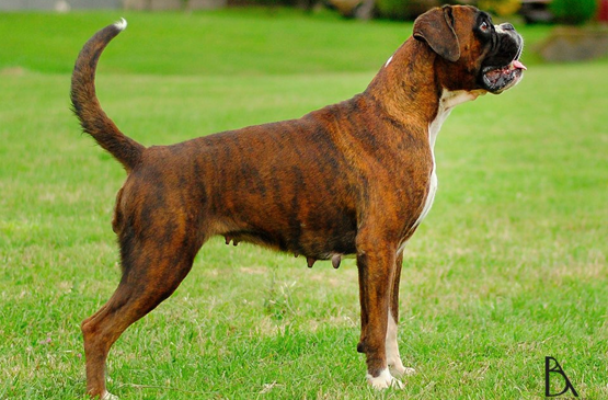 Dog
