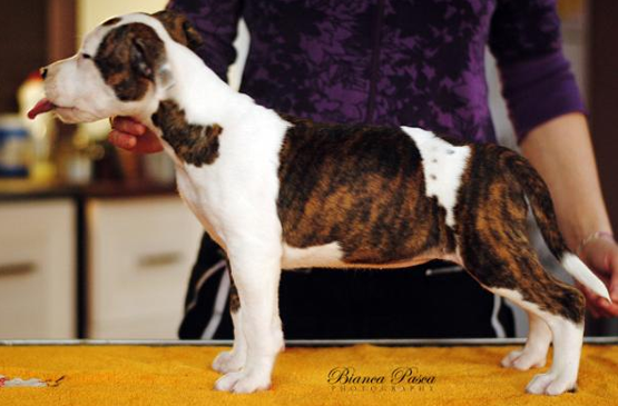Dog adoption page