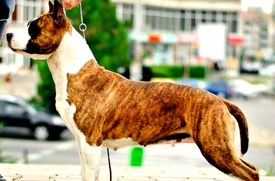 Dog adoption page