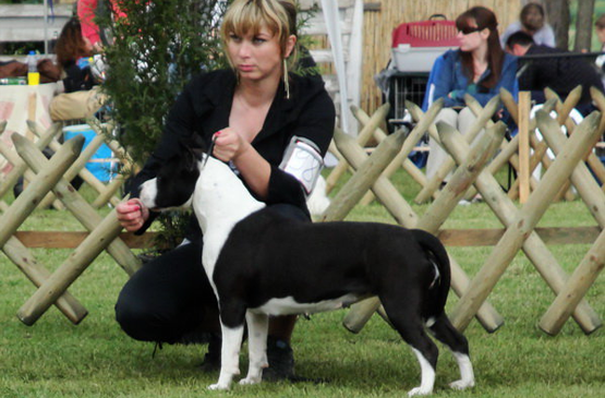 Dog adoption page