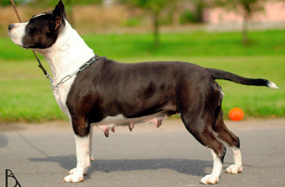 Dog adoption page