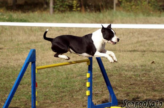 Dog adoption page